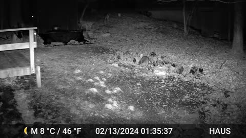 Big 'Coon visits with Deer