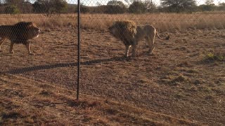 Lions Roaring In Unison And Then Run Out Of Steam | Kevin Richardson Lion Whisperer | South Africa
