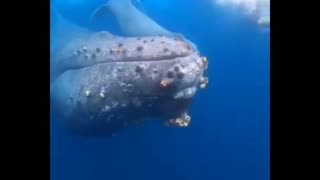 whales and their sounds