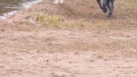 10 dogs at the beach having a hoppy day in the water