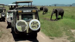 elephant herd passes safari vehicles - close to the touch