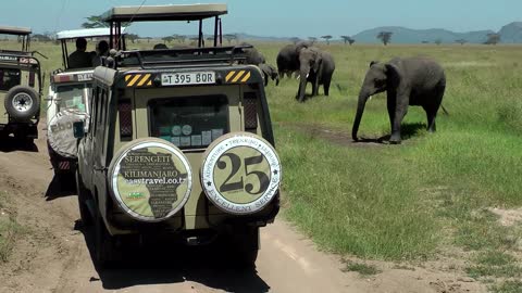 elephant herd passes safari vehicles - close to the touch