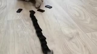 Cute Cat Domino Reaction