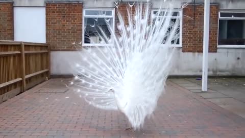 Peacock dance