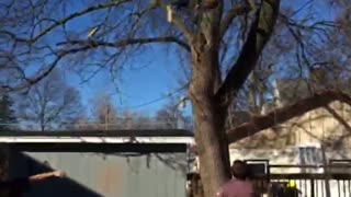 Man in black shirt falls out of tree