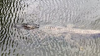 Alligators near swamp boat ride VID_20220421_102939