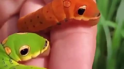 Amazing insect - caterpillar