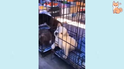 funny dogs video #cute dogs