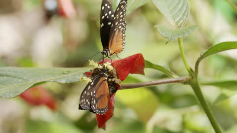 Butterflies Eating Feeding Nectaring