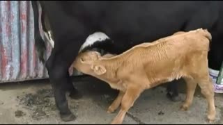 A Cow Small Suckling His Mother in The Morning.