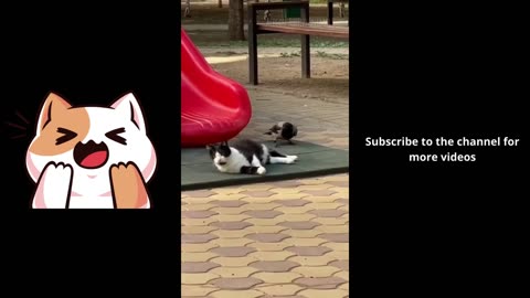 Funny animals 2024😆 - Funniest Cats and Dogs Video🐕🐈305 #shorts