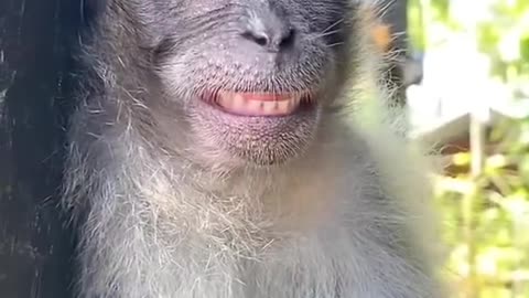 funny monkey ||very funny monkey