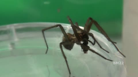 Black Widow Spider Babies Meet Giant House Spider Hatching Day 9
