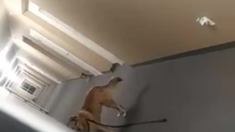 Owner pranks dog by not following her to the door