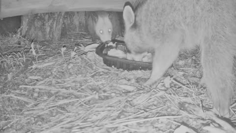 Momma Possum ATTACKS Bandit Raccoon!