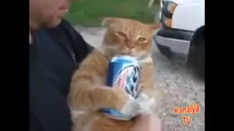 Gatos borrachos 🤪🤪🤭🤭Mejor Video🙃🤣🤣