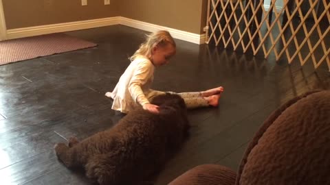 Little girl trains her gigantic Newfoundland puppy