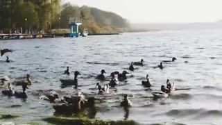 #Ducks #swimming in the dam