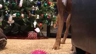 Brown boxer dog plays with pink ball