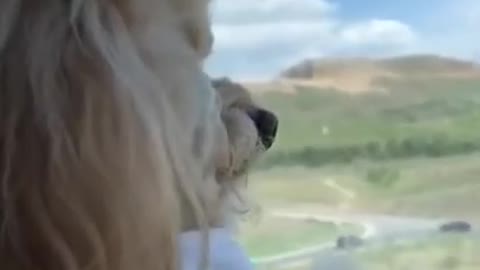 Cut Dog Looking Out Onto The Horizon