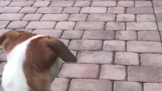 Dog watches turkeys walk by
