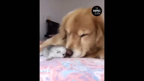 Cutes animals funny moments 😌😌