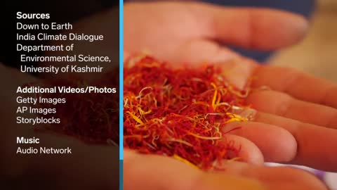 Why Fake Saffron Trafficking Is Destroying The 'Red Gold' Industry _ Big Business.