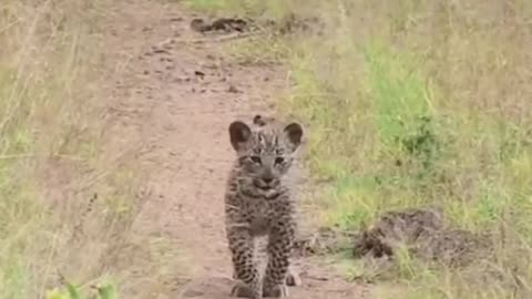 Little leopard cub asks its mother if it should still follow 👌🏽👌🏽👌🏽👌🏽👌🏽👌🏽😊😊😊😊👈