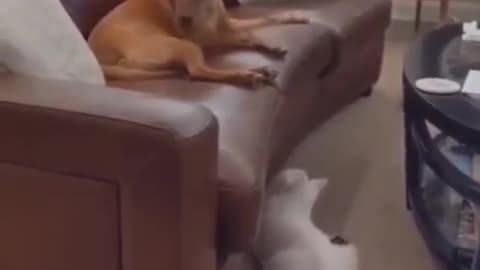 Cat molesting sleeping dog