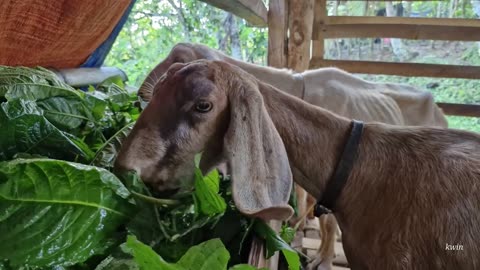 Goat Farming. Morning feeding time.