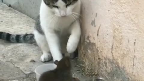 cat vs small rat