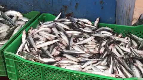 Fish market in Morrocco