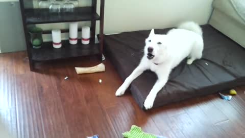 Husky throws temper tantrum!