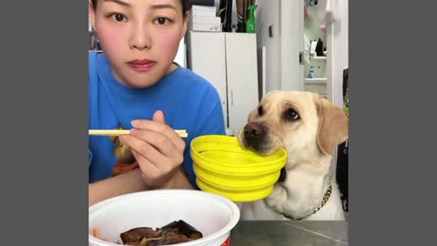 Funny Dog Videos l She is Very Talented