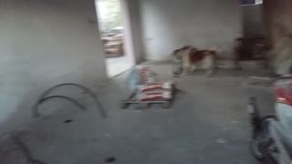 Funny dog jumps to play with other dogs