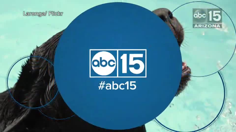 Top 10 most popular dog breeds in America - ABC15 Digital