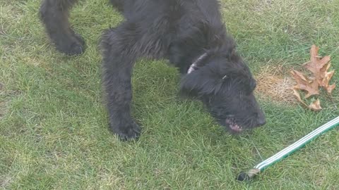 Puppy vs sprinkler