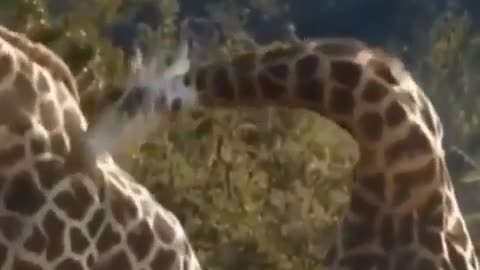 giraffes are fighting each other | animal fight