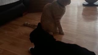 Binky and Alfie wrestling