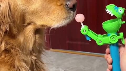 Retrieve your funny dog moments