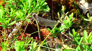 Dragonfly leaving larval shell and taking first flight