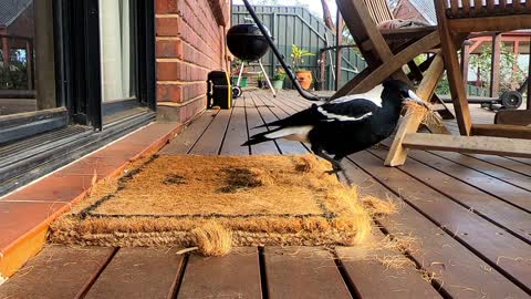 Magpie Destroys Doormat