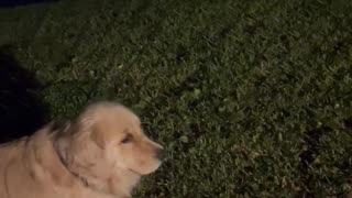 Summer Nighttime Sounds in Florida With My Golden Retriever and Springer Spaniel
