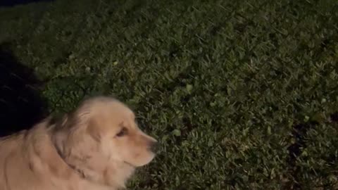 Summer Nighttime Sounds in Florida With My Golden Retriever and Springer Spaniel