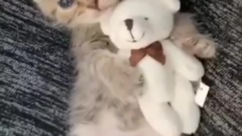 very cute kitten with her teddy bear