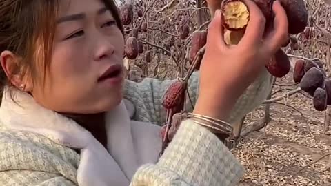 Eating fruits on the tree
