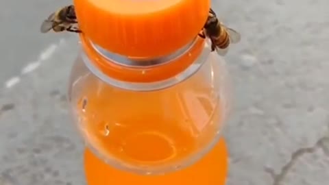 A couple of intelligent bees opening a bottle.