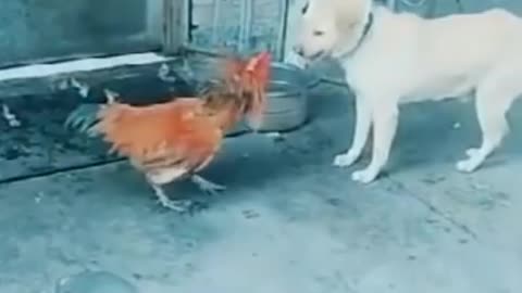 Dog Vs Chicken Funny Fight Videos