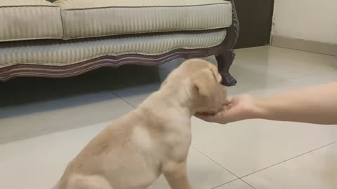 Labrador puppy training