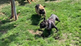 Frenchie Wipeout